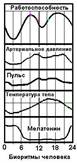 Циркадианные биоритмы человека - графики периодов работоспособности, пульса (ЧСС), температуры тела, арт.давления, по часам, их время в течение суток